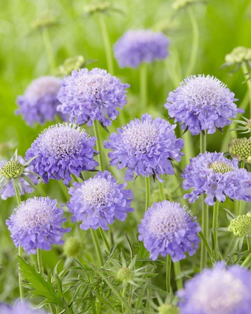 Scabiosa Columbaria Blue Note- скабиоза колумбария синя (1247)